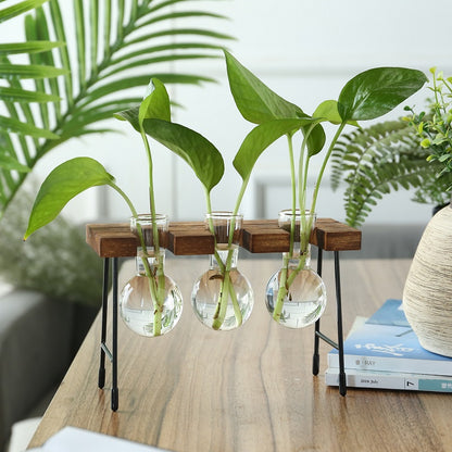 Transparent Glass Hydroponic Vase - DECO